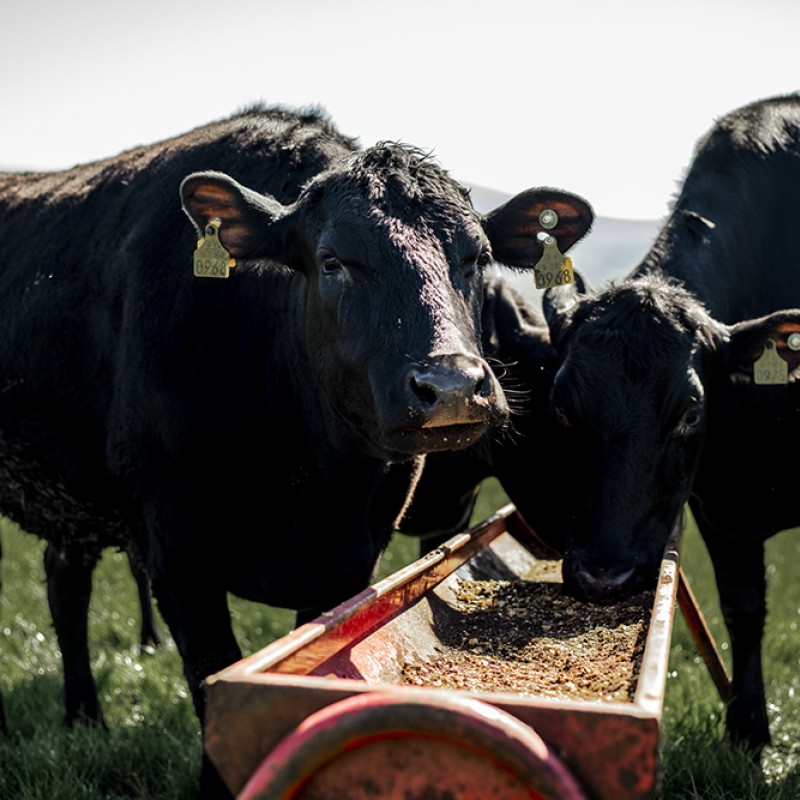 Ridegeway Wagyu